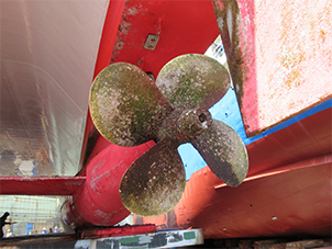 フジツボやカキといった貝などの不純物